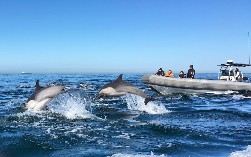 Adventure Whale Watching