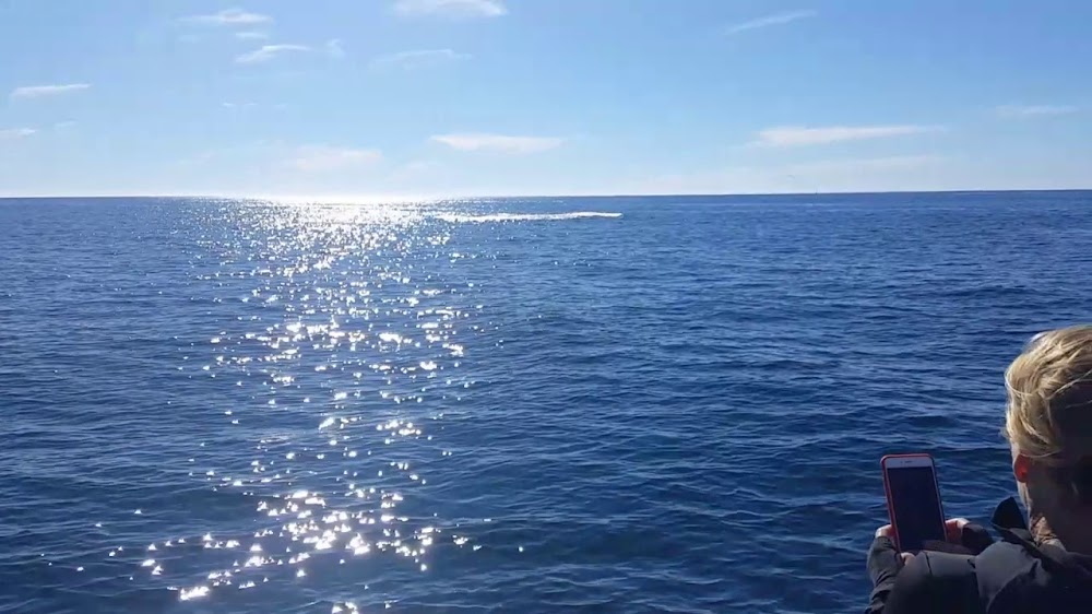 Adventure Whale Watching