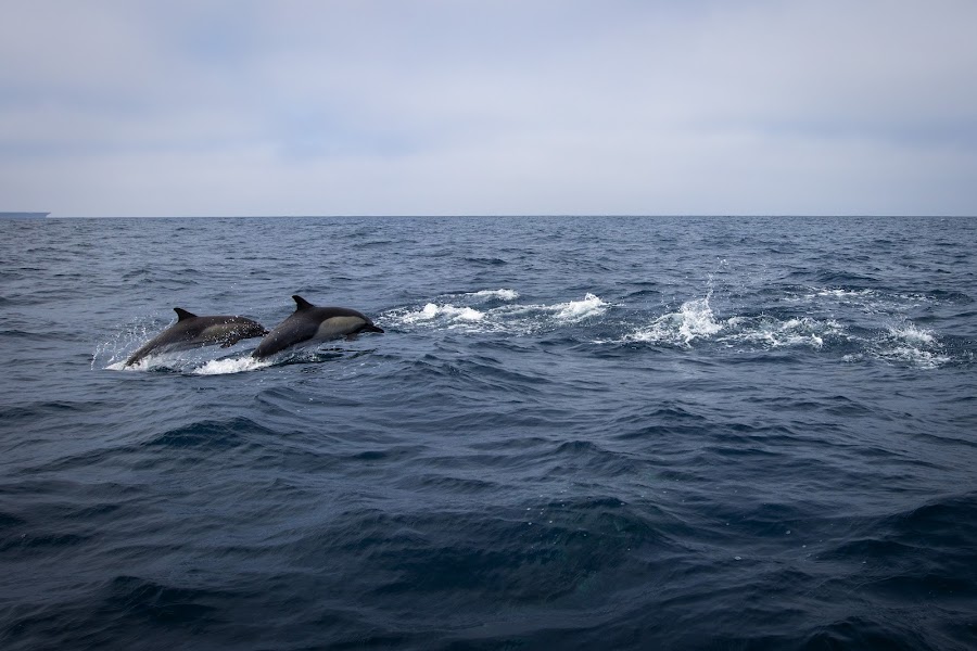 Adventure Whale Watching