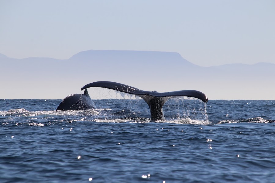 Adventure Whale Watching