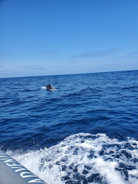 Adventure Whale Watching
