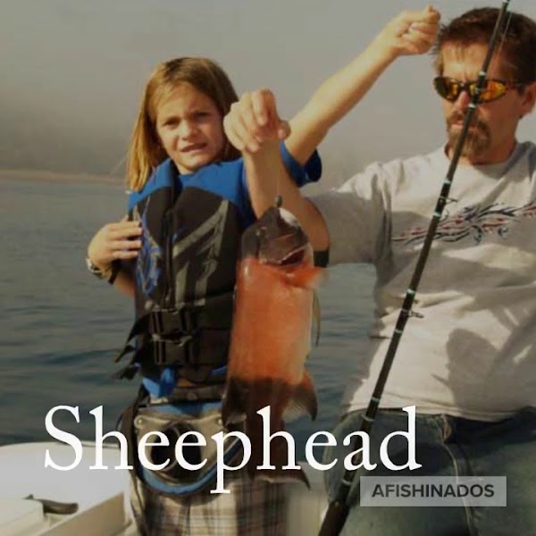 Afishinados Charters
