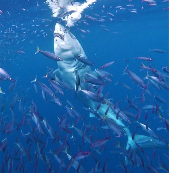 America's Sportfishing Boat | San Diego Sportfishing Charters