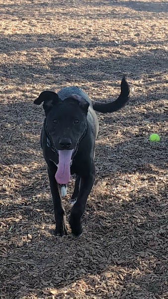 Ann D. L'Heureux Dog Park