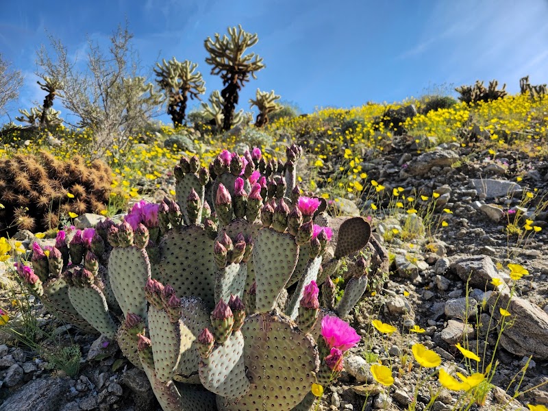 Anza-Borrego State Park Campground