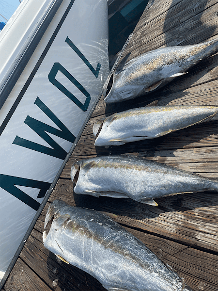 Awol Sportfishing