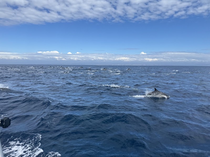 Big Blue Photo Boat