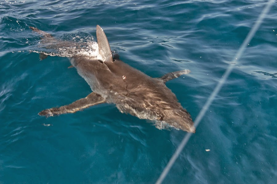 California Shark Fishing
