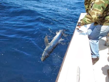California Shark Fishing