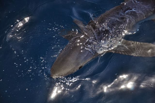 California Shark Fishing