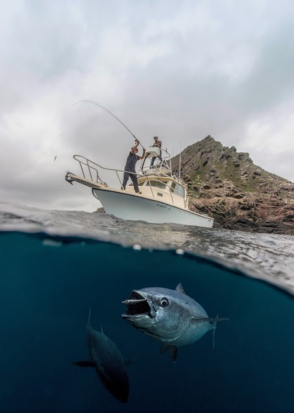 Catch Sportfishing