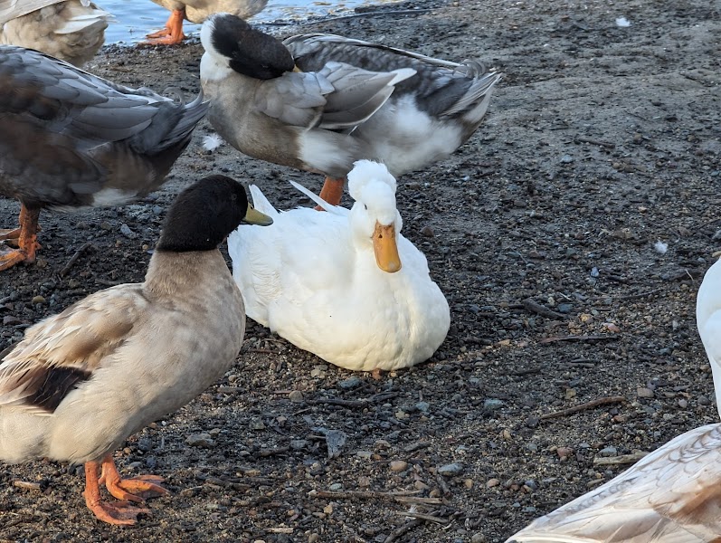 Chollas Lake Park