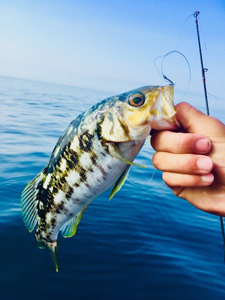 Chubasco 2 Sportfishing