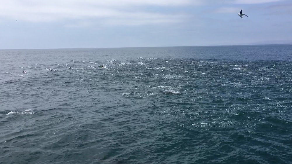 Chubasco 2 Sportfishing