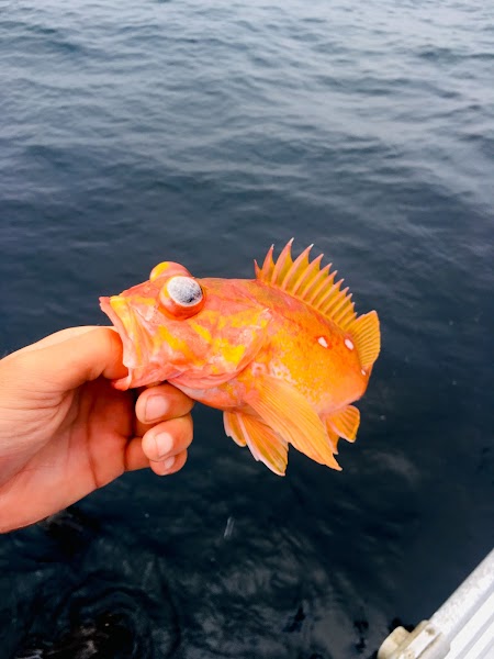 Chubasco 2 Sportfishing