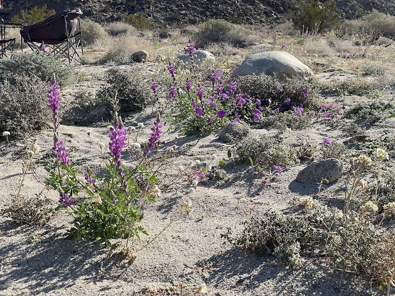 Coyote Canyon campsite