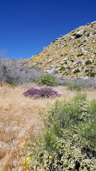 Culp Valley Primitive Campground