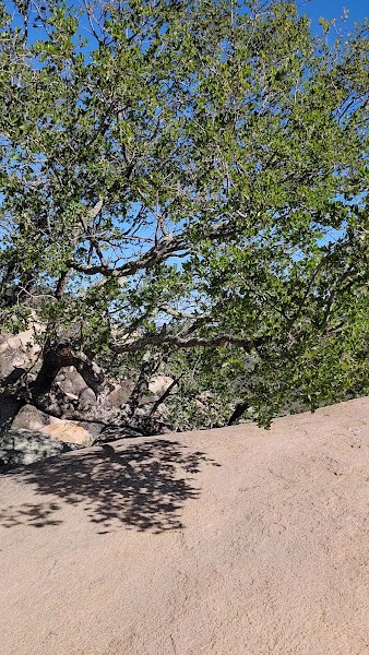 Daley Ranch Dixon Lake