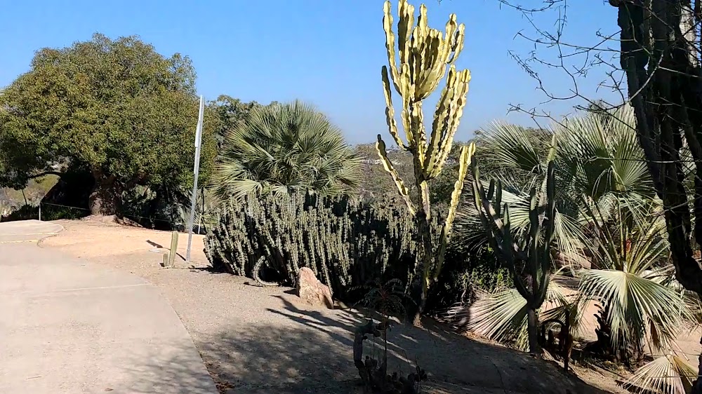 Desert Garden