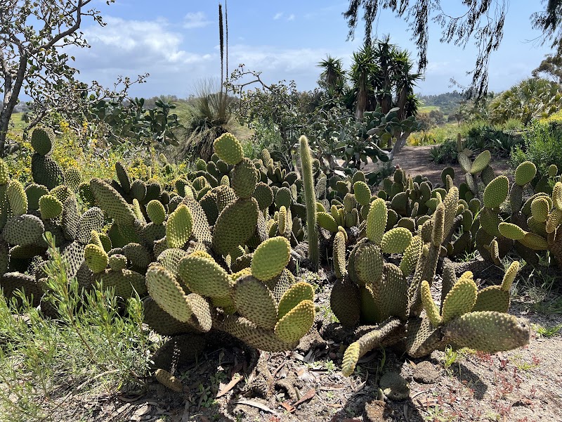 Desert Garden