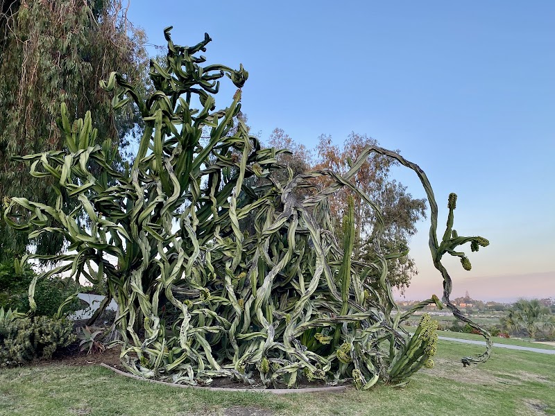 Desert Garden