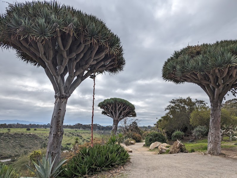 Desert Garden
