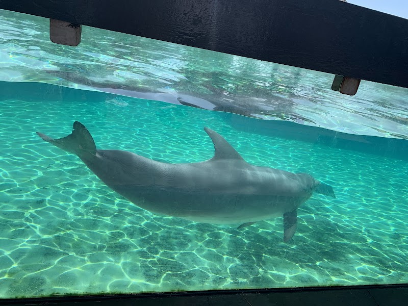Dolphin Point