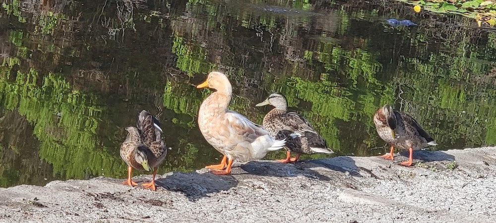 Eastlake III Pond