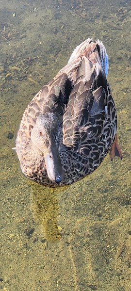 Eastlake III Pond