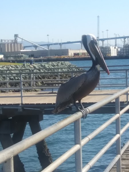 Embarcadero Park Pier