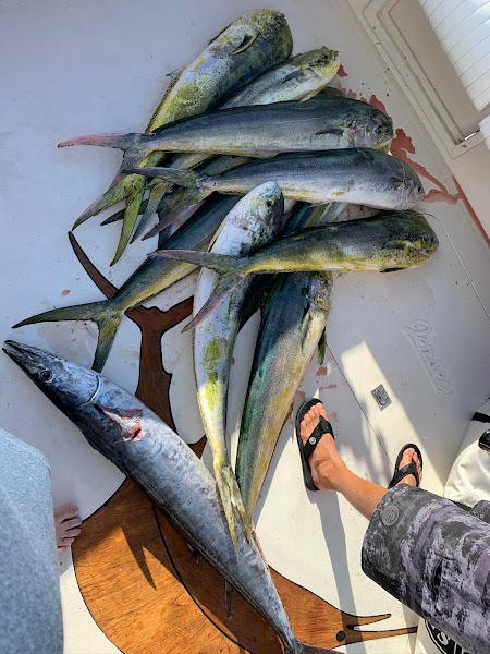 Fish Count