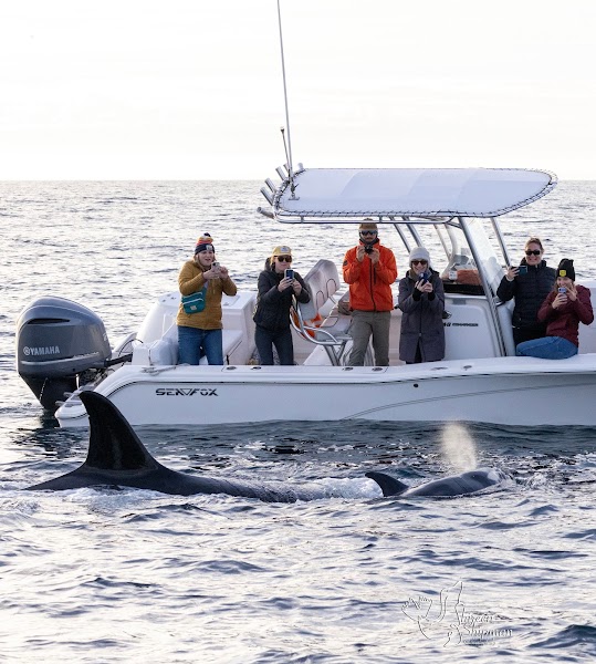 Gone Whale Watching San Diego