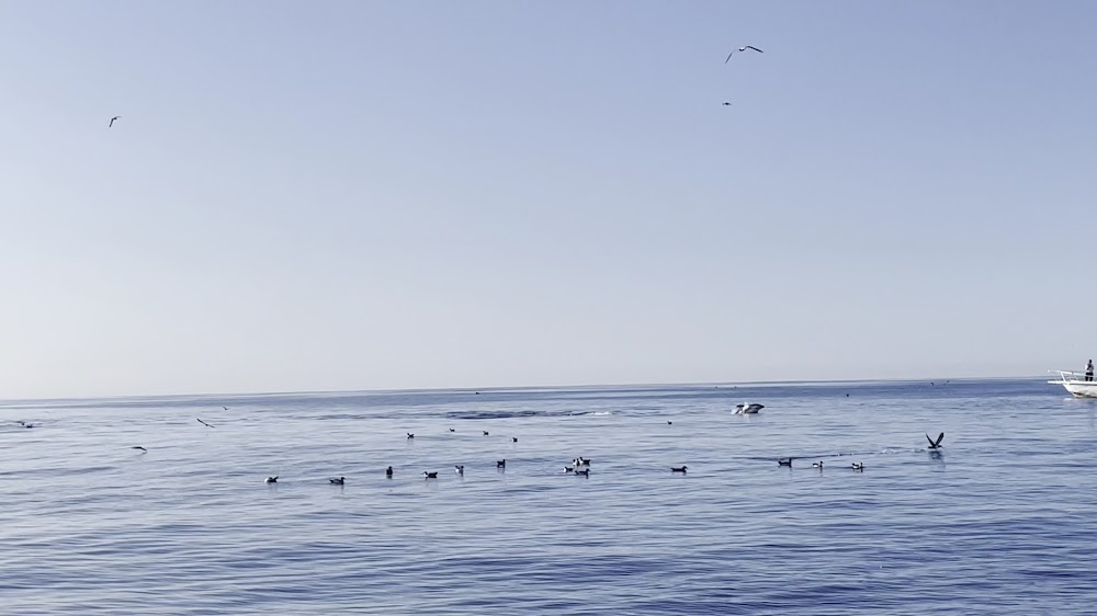 Gone Whale Watching San Diego