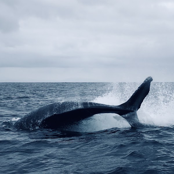 Gone Whale Watching San Diego