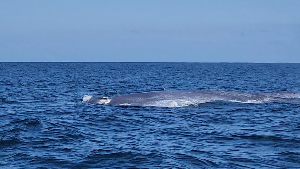 Gone Whale Watching San Diego