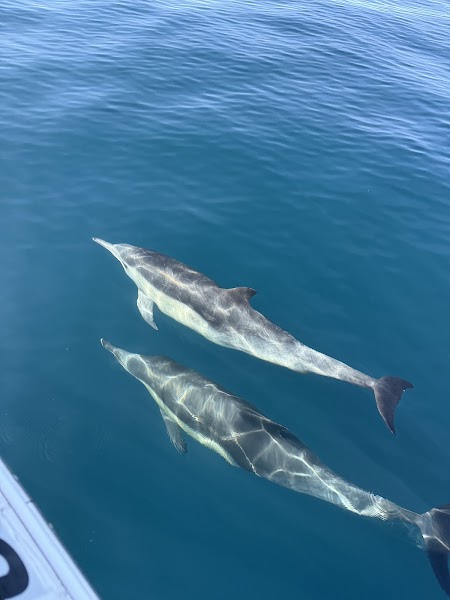 Gone Whale Watching San Diego