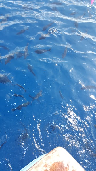 Independence Sportfishing