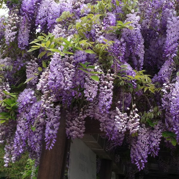 La Jolla Historical Society Wisteria Cottage Museum