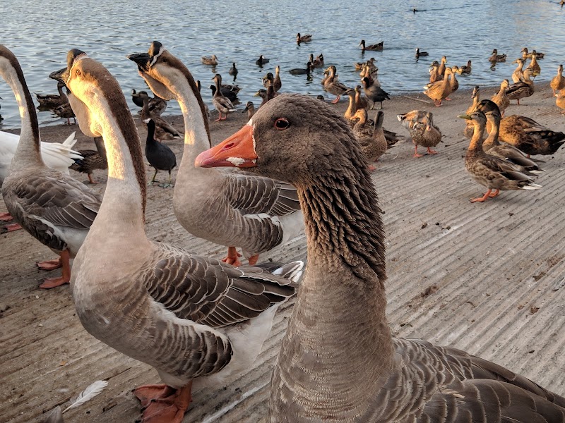Lake Miramar