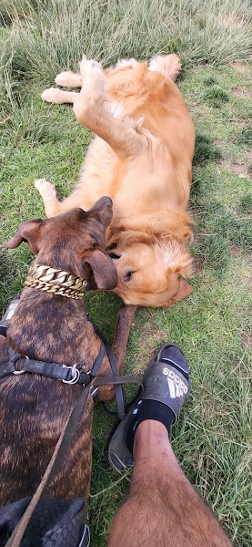 Lonny Brewer County Dog Park