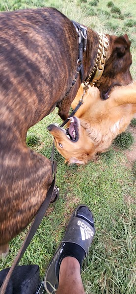 Lonny Brewer County Dog Park