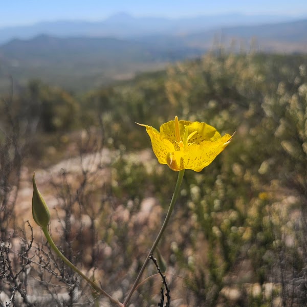 Millar Ranch Rd Hiking Trail
