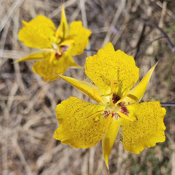 Millar Ranch Rd Hiking Trail