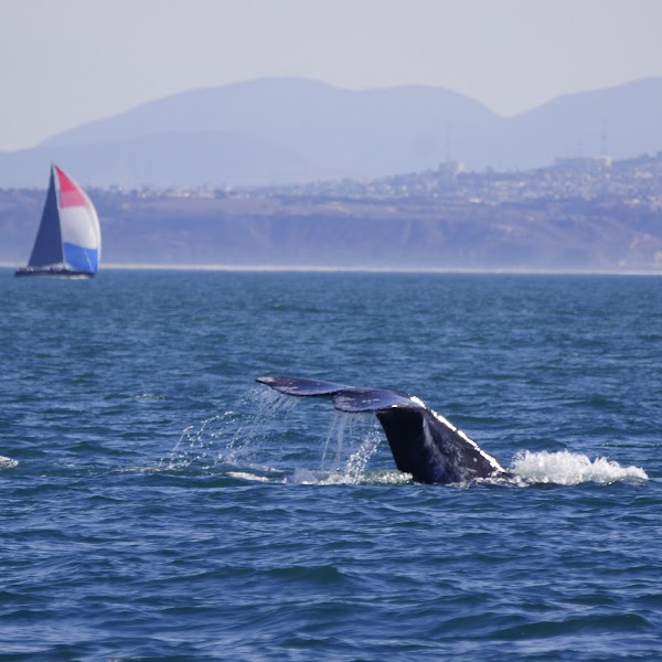 Next Level Sailing - San Diego Whale Watching & Private Yacht Charters