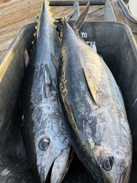 No Patience Sportfishing and Seafood Charters