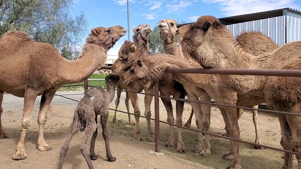 Oasis Camel Dairy
