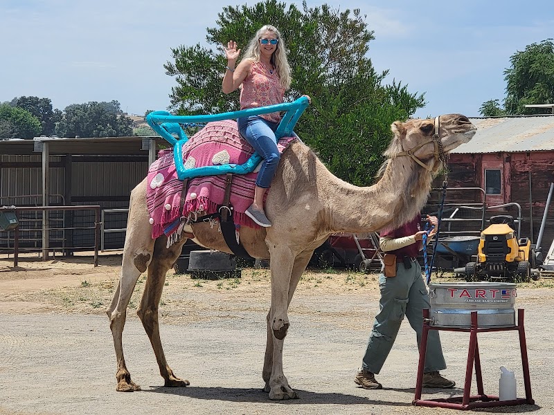 Oasis Camel Dairy