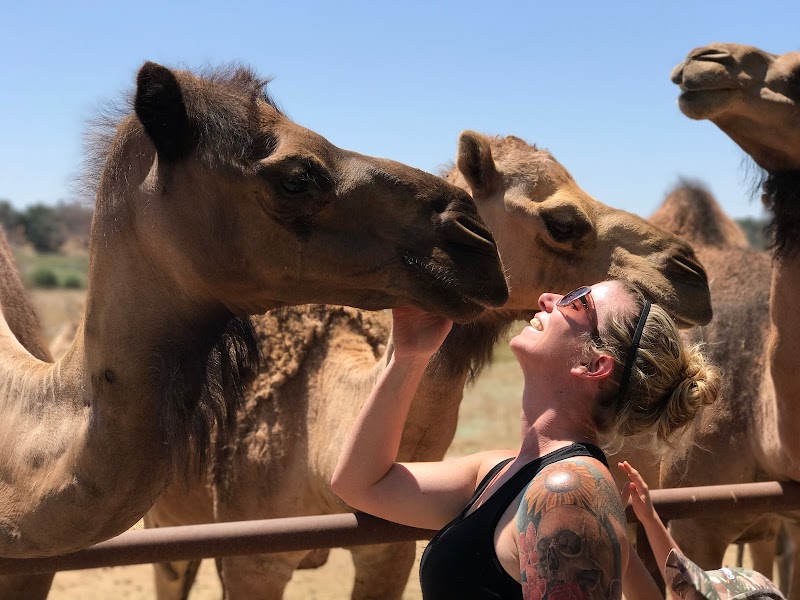 Oasis Camel Dairy