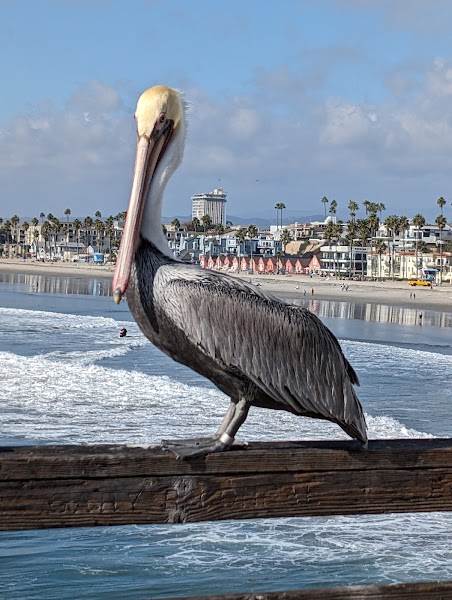 Oceanside Pier Souvenir, Snack & Bait Shop