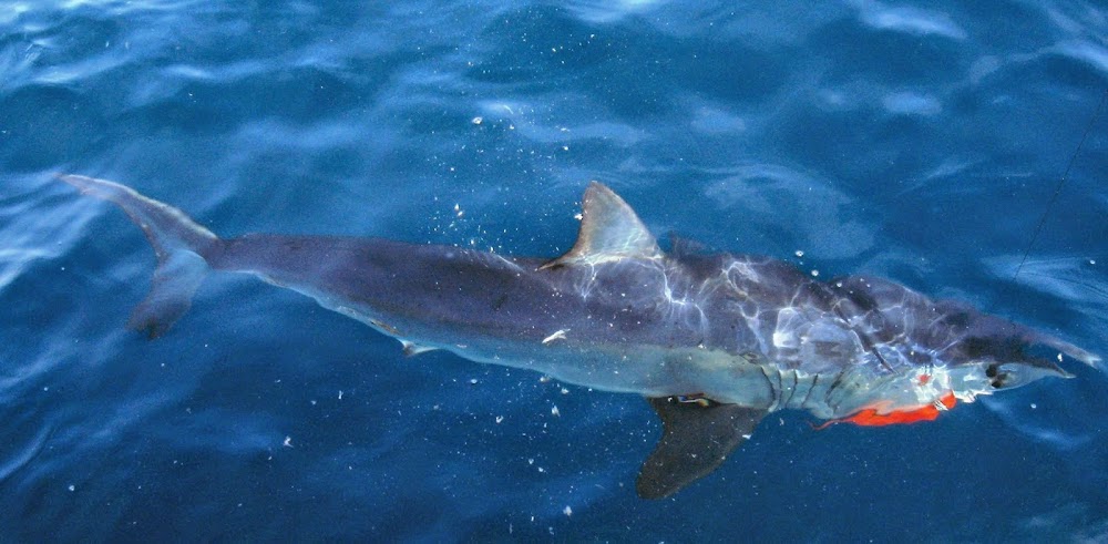 On The Fly Fishing Charters